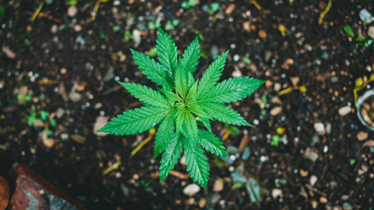 Feuille de cannabis, dépistage du THC