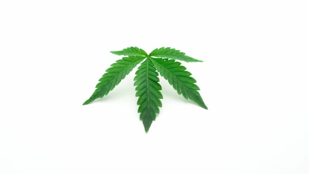 Feuille de cannabis, dépistage du THC
