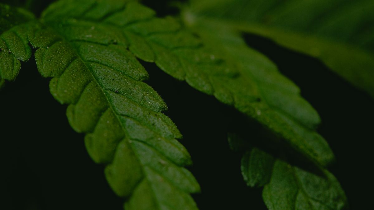 Feuille de cannabis, dépistage du THC